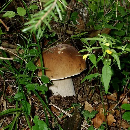 Kamyanka Mizhhirya (Transcarpathia)