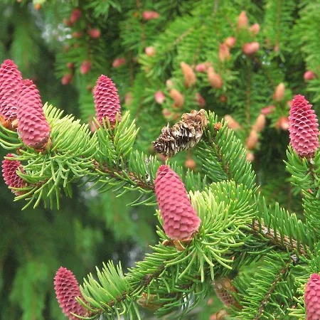 리조트 Kamyanka Mizhhirya (Transcarpathia)