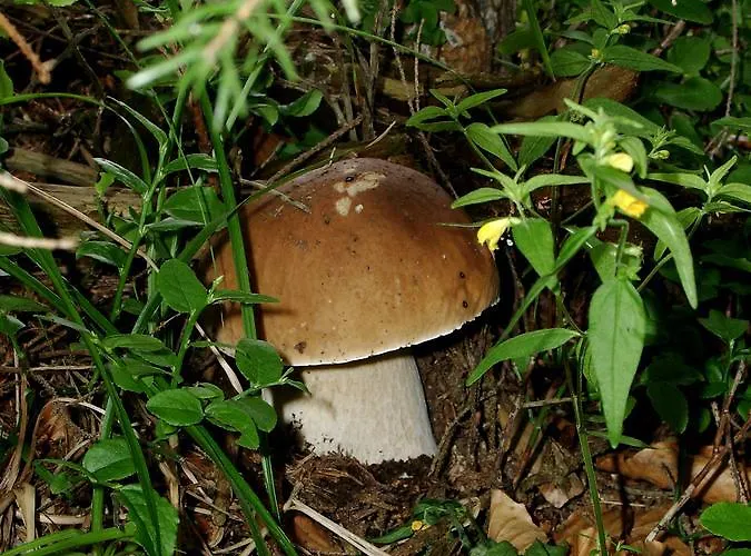 Kamyanka Mizhhirya (Transcarpathia)