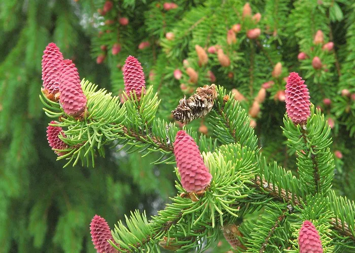 Resort Kamyanka Mizhhirya (Transcarpathia)